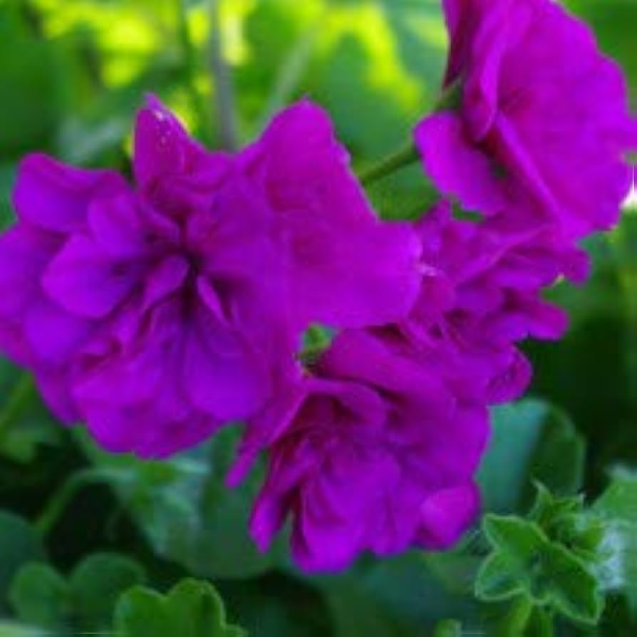 Purple Univalve Geranium Flower seeds blooming in flower beds, containers, borders, and pollinator-friendly gardens