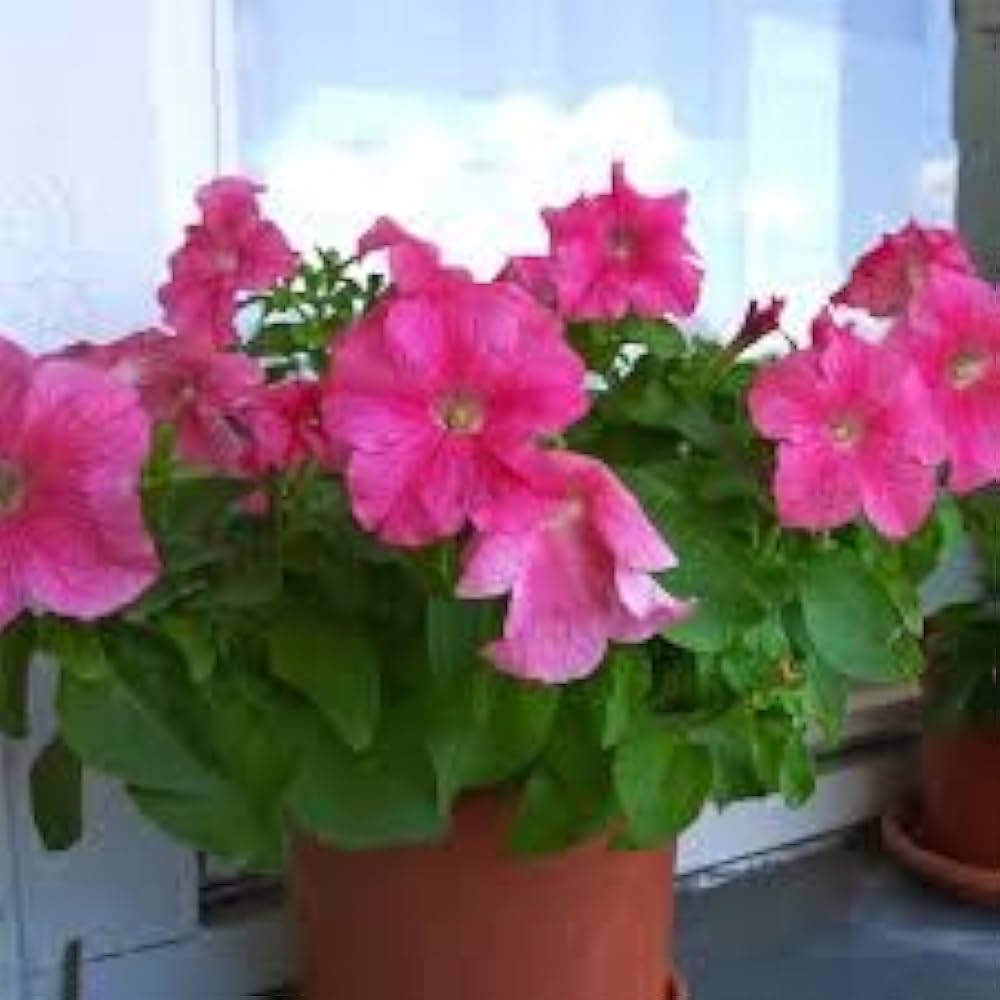 Pelleted Petunia Frillytunia White Seeds
