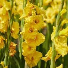 Gladiolus Flower seeds blooming in flower beds, containers, borders, and pollinator-friendly gardens