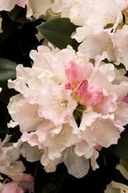 Heirloom Rhododendron Flower seeds blooming in flower beds, containers, borders, and pollinator-friendly gardens