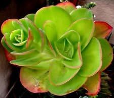 Green Echeveria Palida Flower seeds blooming in flower beds, containers, borders, and pollinator-friendly gardens
