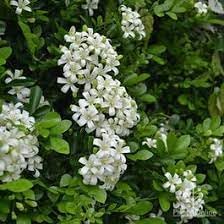 Heirloom Murraya Flower seeds blooming in flower beds, containers, borders, and pollinator-friendly gardens