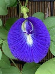Fresh Clitoria Flower seeds blooming in flower beds, containers, borders, and pollinator-friendly gardens