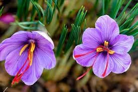 Sativus Flower seeds for Planting - Vibrant Colors, Heirloom & GMO Free Seeds for Home Garden
Sale seeds for home garden