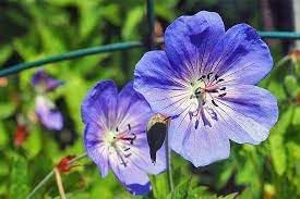 Cranesbill Flower seeds for Planting - Premium Quality, Heirloom & GMO Free Seeds for Home Garden
Sale seeds for home garden