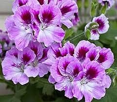 Violet Red Geranium Flower Seeds for Planting, Heirloom Non-GMO, High Germination Organic Garden Seeds
Sale seeds for home garden