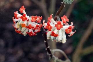 Red Edgeworthia Flower seeds for Planting - Easy to Grow, Heirloom & GMO Free Seeds for Home Garden
Sale for planting in home garden