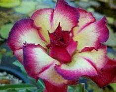 Cream Pink Adenium Flower seeds for Planting - Long Bloom Season, Heirloom & GMO Free Seeds for Home Garden
Sale seeds for home garden