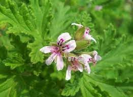 Graveolens Flower seeds for Planting - Drought Tolerant, Heirloom & GMO Free Seeds for Home Garden
Sale seeds for home garden