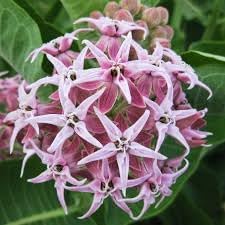 Asclepias Speciosa Seeds For Monarchs - Milkweed Flower Planting Guide