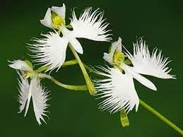 Dove Orchids Flower seeds for Planting Bright Blooms Heirloom & GMO Free Seeds for Home Garden
Sale for planting in home garden