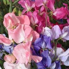 Pea Flower seeds for Planting - Bright Blooms, Heirloom & GMO Free Seeds for Home Garden
Sale for planting in home garden.