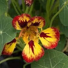 Green Yellow Dragon Coleus for Garden Perfect for Borders Heirloom & GMO Free Seeds for Home Garden
Sale for planting in home garden