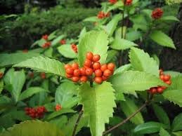 Sarcandra Glabra Flower seeds for Planting Cut Flower Favorite Heirloom & GMO Free Seeds for Home Garden
Sale for planting in home garden