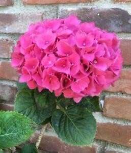 Hydrangea Pink Flower seeds for Planting - Fragrant Blossoms, Heirloom & GMO Free Seeds for Home Garden
Sale for planting in home garden