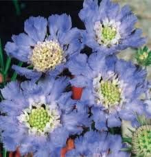 Sky Blue Succulent Flower Seeds for Planting Vibrant Colors Heirloom & GMO Free Seeds for Home Garden
Sale for planting in home garden