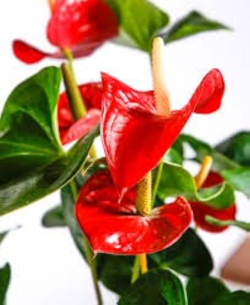 Anthurium Flower Seeds Anthurium andraeanum for Planting in Indoor Pot and Decorative Garden