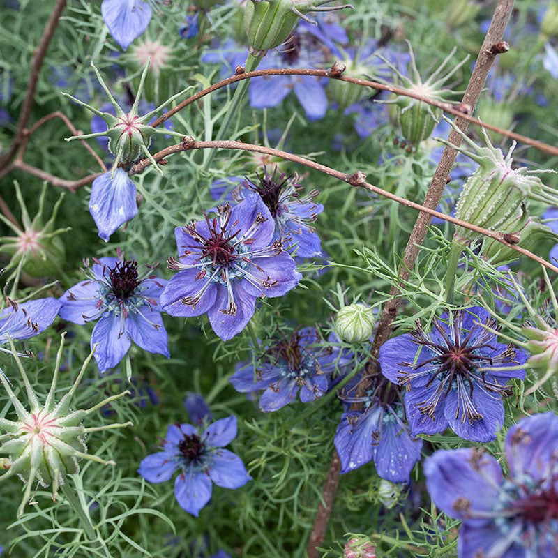 Nigella Love in the Mist Midnight Blue Seeds for Elegant, Blue Flowers blooming in flower beds, containers, borders, and pollinator-friendly gardens