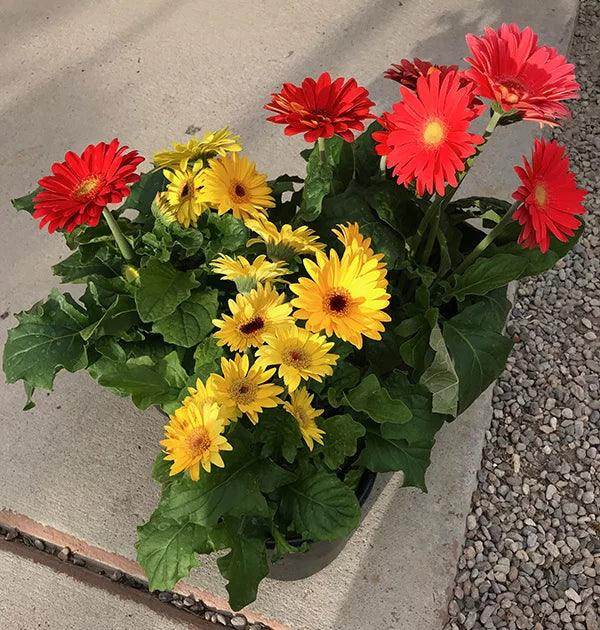 Gerbera Flower seeds for Planting Fragrant Blossoms Heirloom & GMO Free Seeds for Home Garden