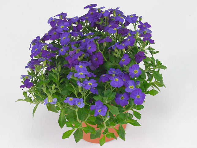 Dark Blue Aubrieta Cultorum Flower Seeds for Planting Hardy Variety Heirloom & GMO Free Seeds for Home Garden
Sale
