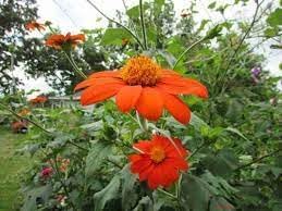 Heirloom Mexican Flower seeds blooming in flower beds, containers, borders, and pollinator-friendly gardens