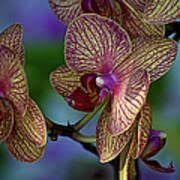 Orchid Cymbidium Flower seeds blooming in flower beds, containers, borders, and pollinator-friendly gardens