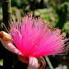 Ellipticum Flower seeds blooming in flower beds, containers, borders, and pollinator-friendly gardens