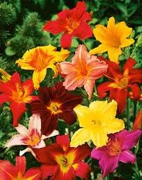 Yellow Red Dragon Coleus Seeds for Planting Drought Tolerant Heirloom & GMO Free Seeds for Home Garden
Sale for planting in home garden