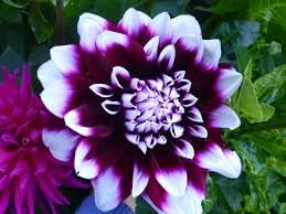 Purple Beard Dahlia Flower seeds for Planting - Low Maintenance, Heirloom & GMO Free Seeds for Home Garden
Sale seeds for home garden