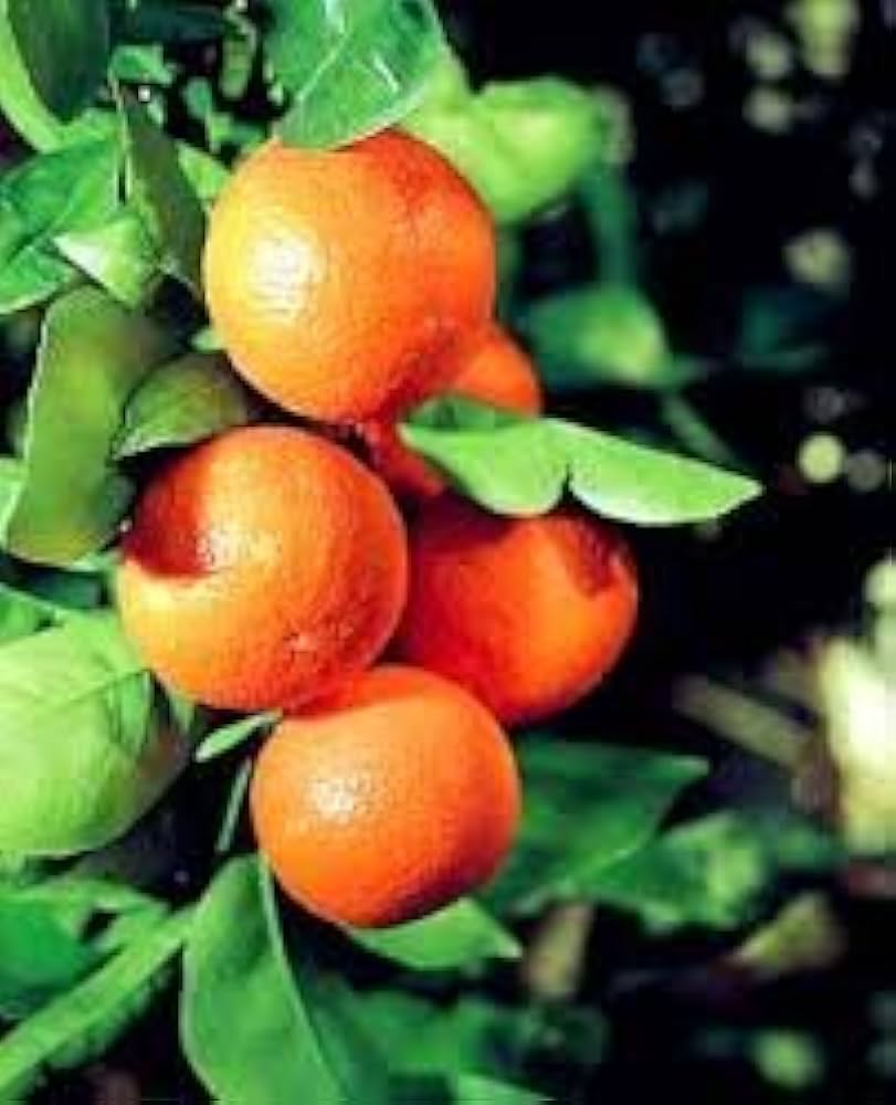 Orange Seeds for Planting Citrus sinensis for home gardens and orchard spaces