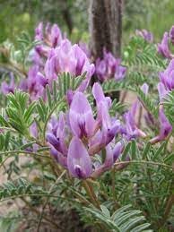 Astragalus Crassicarpus Flower seeds for Planting Bright Blooms Heirloom & GMO Free Seeds for Home Garden
Sale for planting in home garden