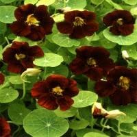 Black Nasturtium Flower seeds for Planting Cut Flower Favorite Heirloom & GMO Free Seeds for Home Garden
Sale for planting in home garden