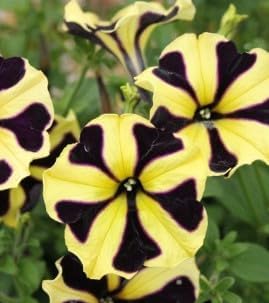 Black Yellow Petunia Flower seeds for Planting Perfect for Borders Heirloom & GMO Free Seeds for Home Garden
Sale for planting in home garden