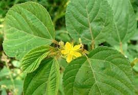 Corchorus Flower seeds for Planting - Seasonal Bloomer, Heirloom & GMO Free Seeds for Home Garden
Sale seeds for planting in home garden