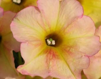 Light Pink Petunia Flower seeds for Planting Vibrant Colors Heirloom & GMO Free Seeds for Home Garden
Sale for planting in home garden