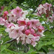 Javanica Flower seeds blooming in flower beds, containers, borders, and pollinator-friendly gardens
