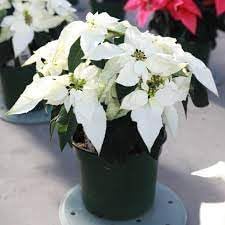 Euphorbia Pulcherrima Flower seeds blooming in flower beds, containers, borders, and pollinator-friendly gardens