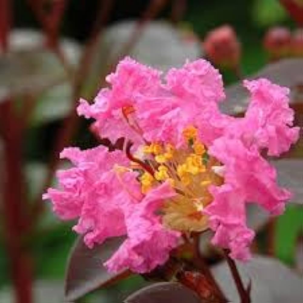Myrtle Pink Flower Seeds for Planting Vibrant Blooms for Your Garden - Evergrowseeds