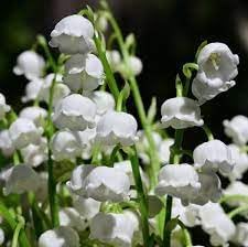 Heirloom Valley Flower seeds blooming in flower beds, containers, borders, and pollinator-friendly gardens