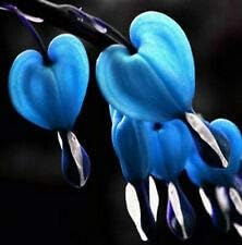 Light Blue Pink Aquilegia Flower Seeds for Planting Compact Growth Heirloom & GMO Free Seeds for Home Garden
Sale for planting in home garden