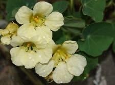 Light Yellow Nasturtium Flower seeds for Planting - Seasonal Bloomer, Heirloom & GMO Free Seeds for Home Garden
Sale seeds for home garden