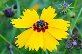 Coreopsis Basalis Flower seeds for Planting Sun Loving Heirloom & GMO Free Seeds for Home Garden
Sale for planting in home garden