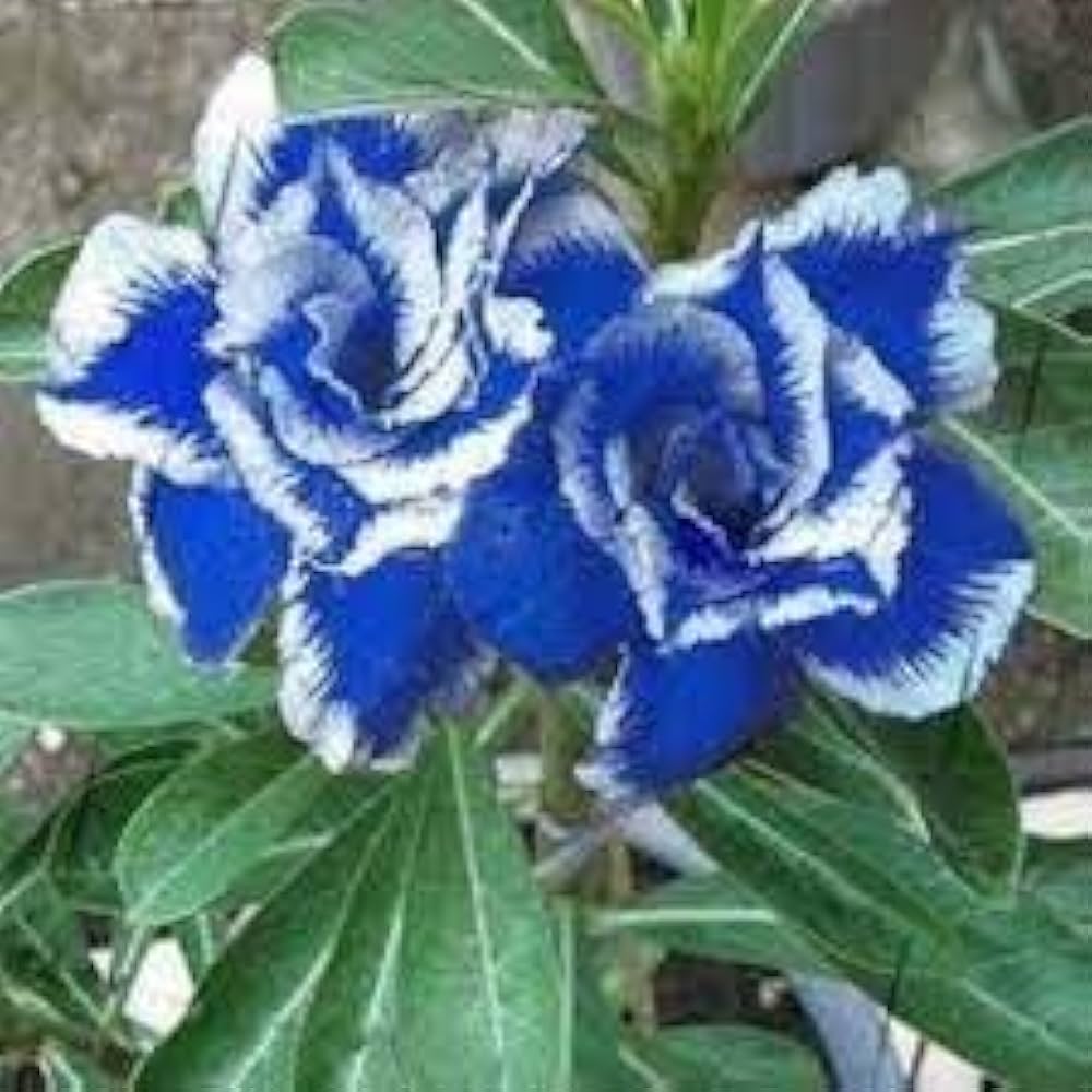 White Blue Adenium Obesum Seeds Flower seeds blooming in flower beds, containers, borders, and pollinator-friendly gardens