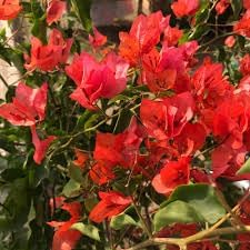Bougainvillea Flower seeds for Planting - Long Bloom Season, Heirloom & GMO Free Seeds for Home Garden
Sale seeds for home garden