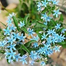 Tweedia Flower seeds for Planting - Bright Blooms, Heirloom & GMO Free Seeds for Home Garden
Sale seeds for home garden