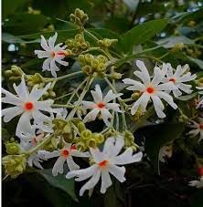 Heirloom Coral Jasmine seeds growing in home gardens, containers, raised beds, and outdoor landscapes
