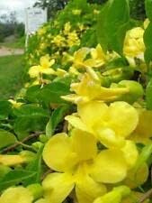 Macfadyena Unguis Cati Evergreen Vine Yellow Flower Seeds