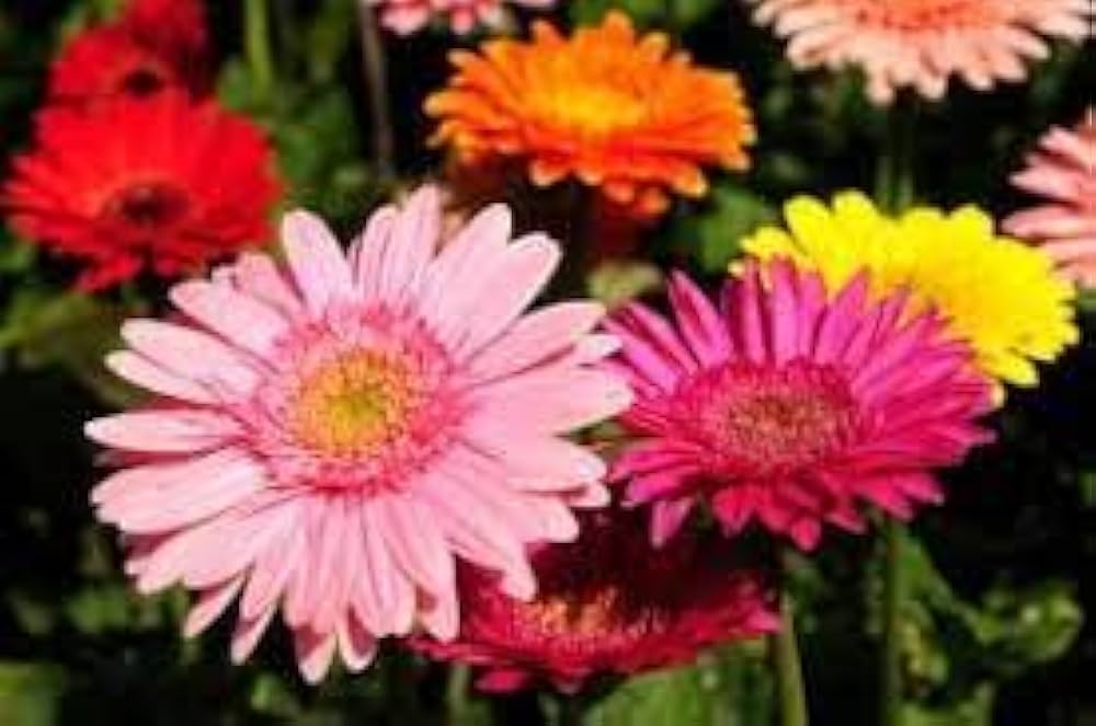 Gerbera Jamesonii Mixed Daisy Flower Seeds