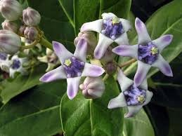 Gigantea Flower seeds blooming in flower beds, containers, borders, and pollinator-friendly gardens