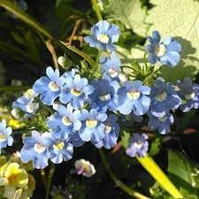 Fairy Mirror Blue Gem Flower seeds blooming in flower beds, containers, borders, and pollinator-friendly gardens